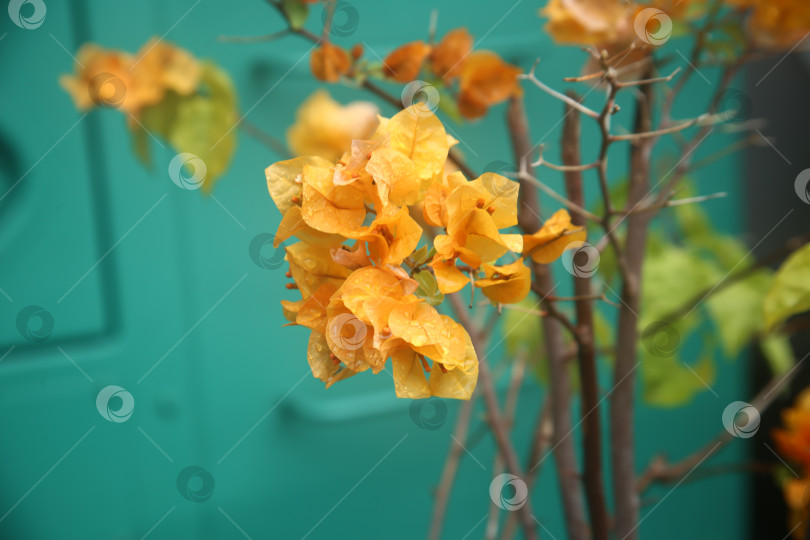 Скачать Бугенвиллея желтая цветок фотосток Ozero