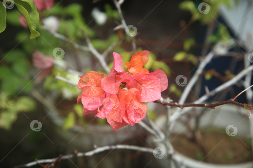 Скачать Бугенвиллея желтая цветок фотосток Ozero