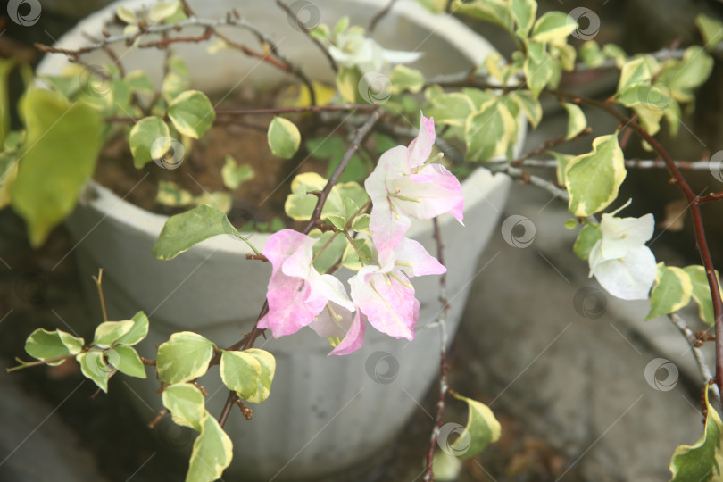 Скачать Бугенвиллея белая цветок фотосток Ozero