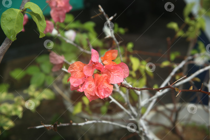Скачать Бугенвиллея розовая цветок фотосток Ozero