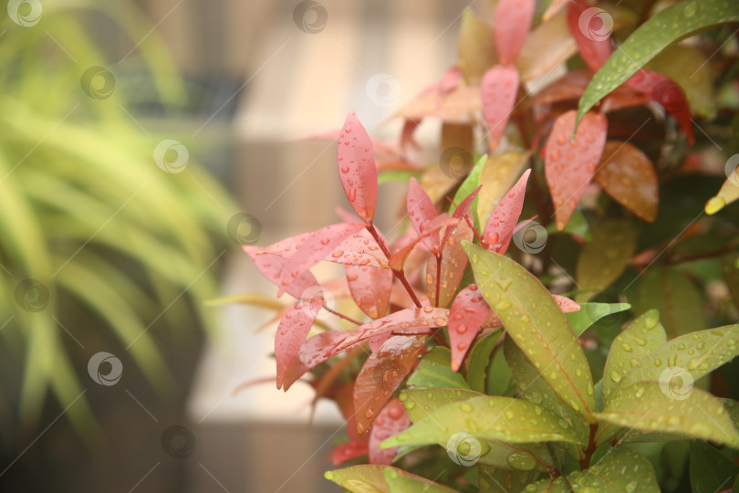 Скачать Кустарник экзотический с зелеными листьями фотосток Ozero