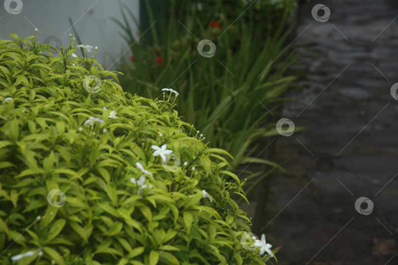 Скачать Белые экзотические красивые цветы фотосток Ozero