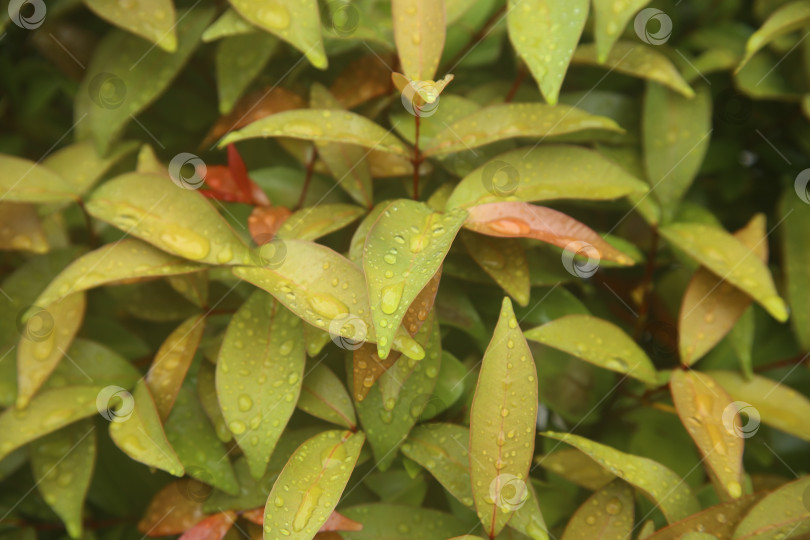 Скачать Кустарник экзотический с каплями дождя фотосток Ozero