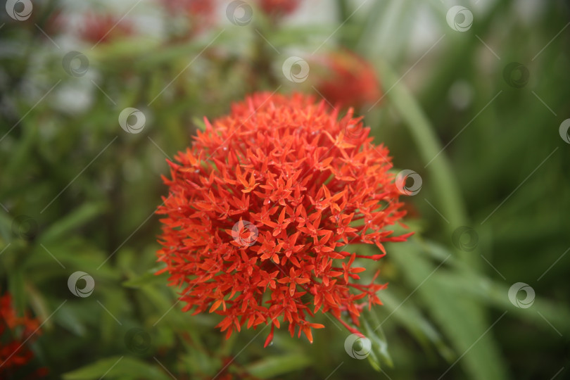 Скачать Красные красивые  экзотические растения фотосток Ozero