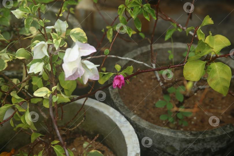 Скачать Розовый цветок красивый фотосток Ozero