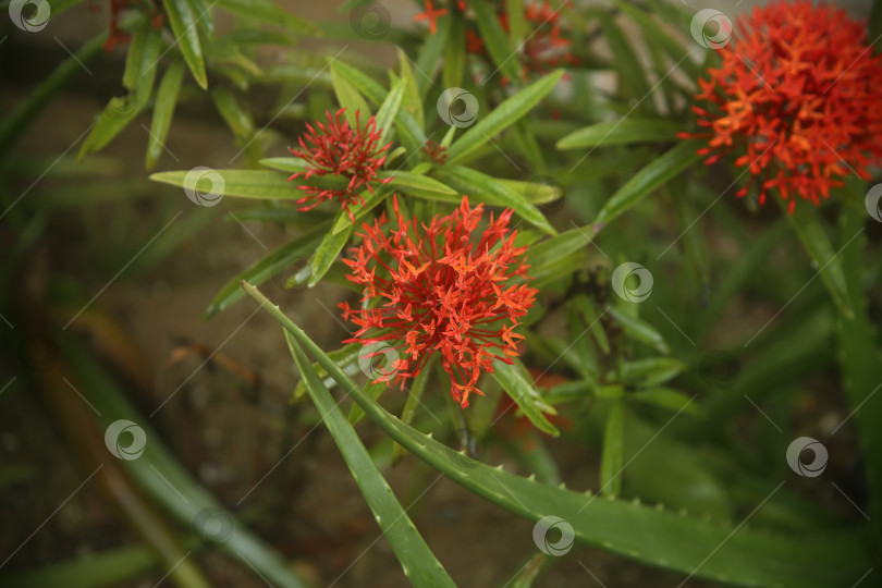 Скачать Красные цветы экзотические фотосток Ozero
