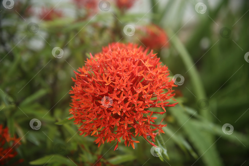 Скачать Красные экзотические цветы фотосток Ozero