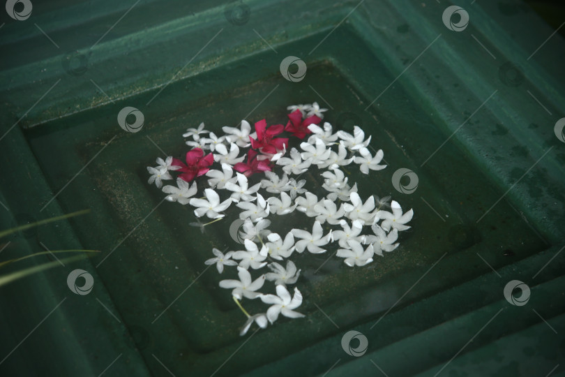 Скачать Белые цветы красивые фотосток Ozero