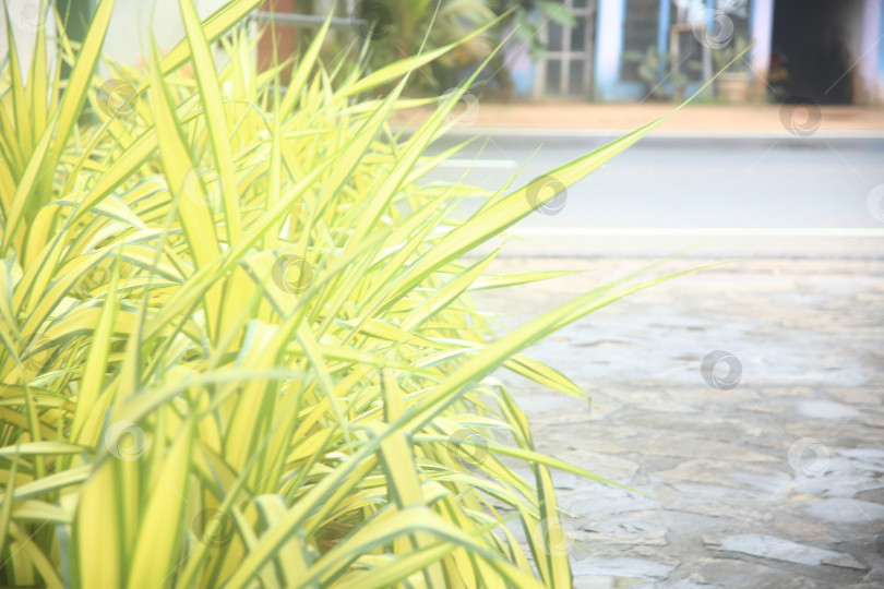 Скачать Кустарник экзотический с зелеными листьями фотосток Ozero