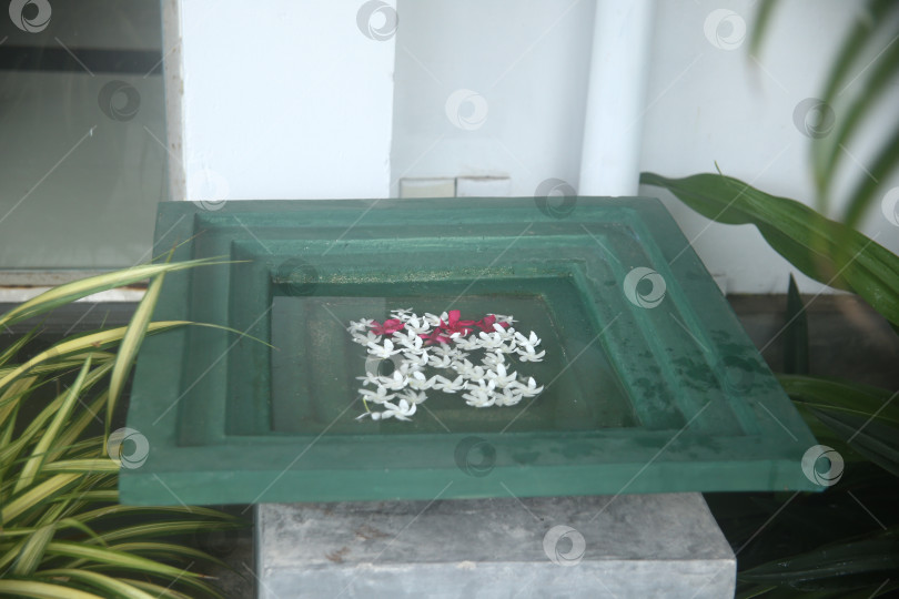 Скачать Розовые цветки красивые фотосток Ozero