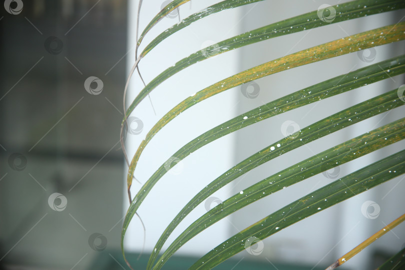 Скачать Кустарник экзотический с зелеными листьями фотосток Ozero