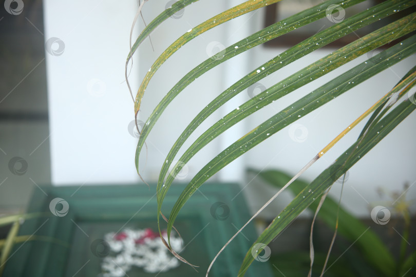 Скачать Зеленые листья растения фотосток Ozero