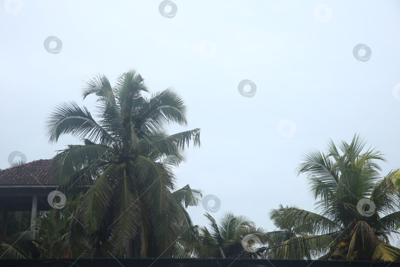 Скачать Пейзаж с небом и пальмами на курорте фотосток Ozero