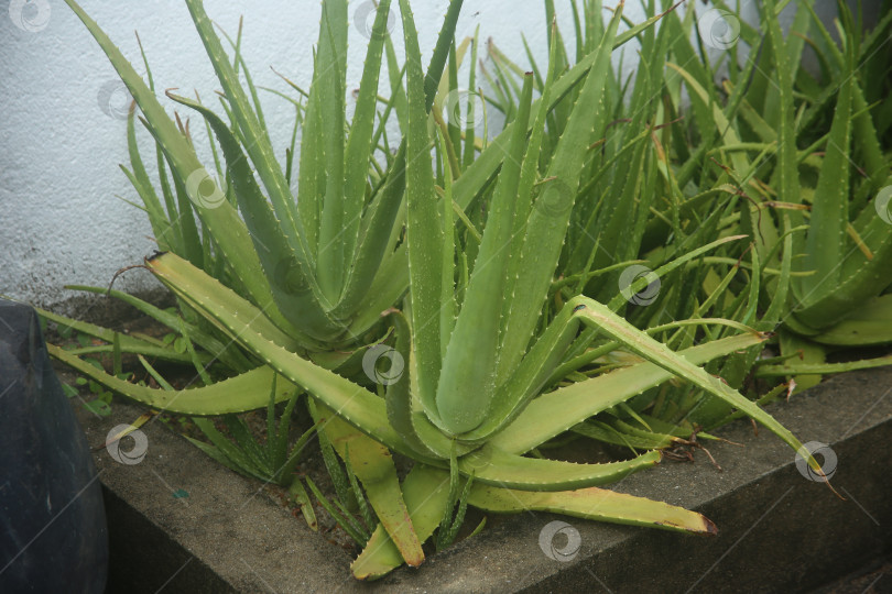 Скачать Цветок алоэ фотосток Ozero