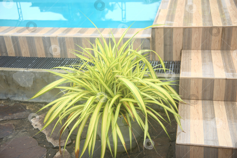 Скачать Зеленое растение возле бассейна фотосток Ozero