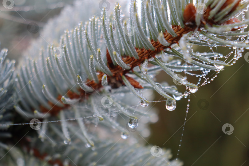 Скачать Капли росы на еловой ветке фотосток Ozero