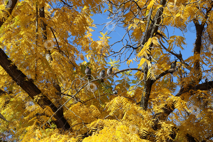 Скачать Голуби в золотой листве фотосток Ozero