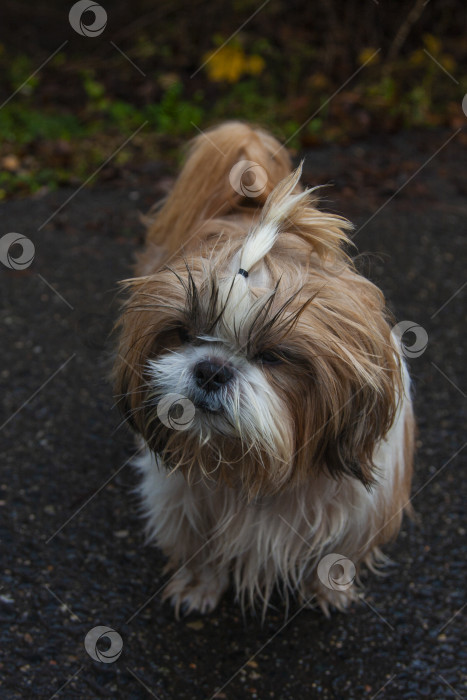 Скачать собака ши тцу фотосток Ozero