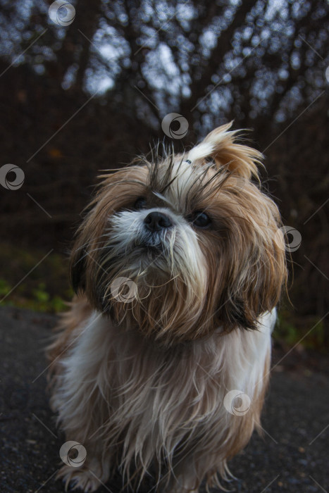 Скачать собака ши тцу фотосток Ozero