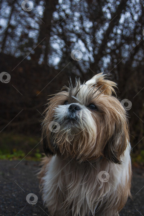 Скачать собака породы ши-тцу фотосток Ozero