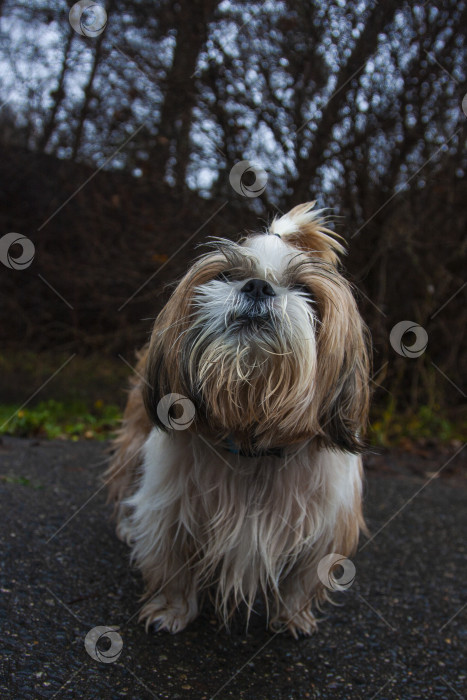 Скачать собака ши тцу фотосток Ozero