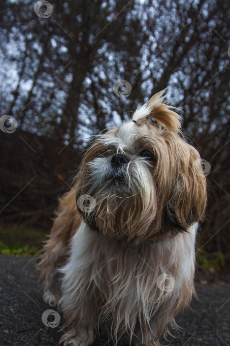 Скачать собака ши тцу фотосток Ozero