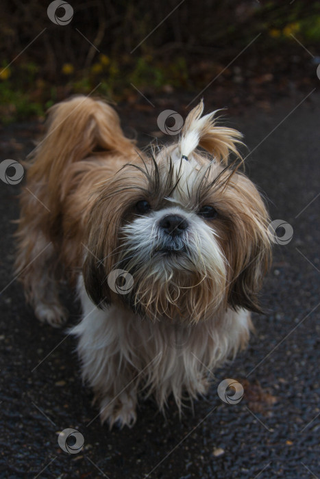 Скачать собака ши тцу фотосток Ozero