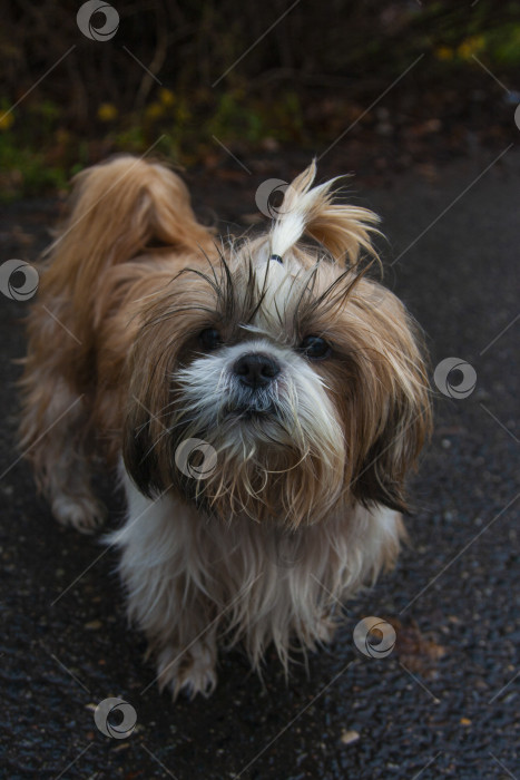 Скачать собака породы ши-тцу фотосток Ozero