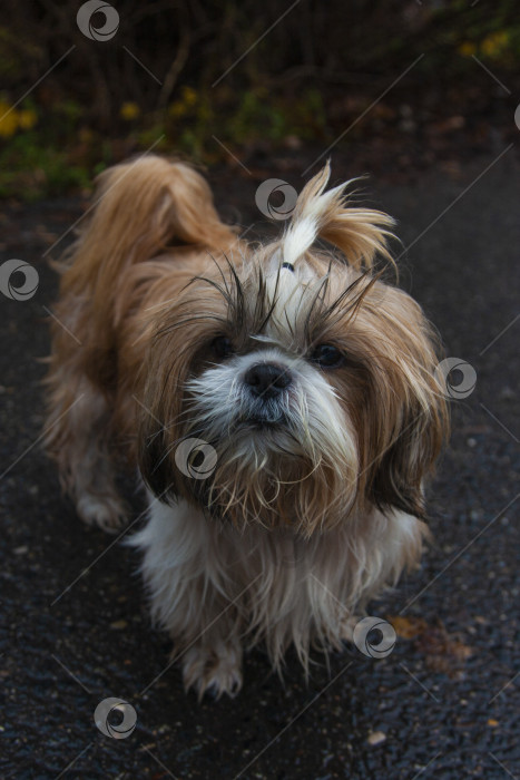 Скачать собака ши тцу фотосток Ozero