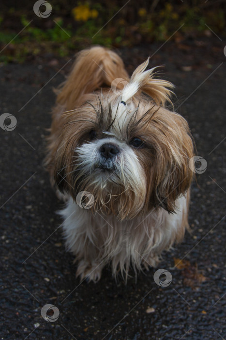 Скачать собака ши тцу фотосток Ozero