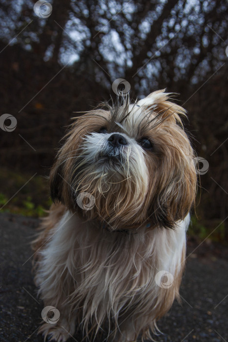 Скачать собака ши тцу фотосток Ozero