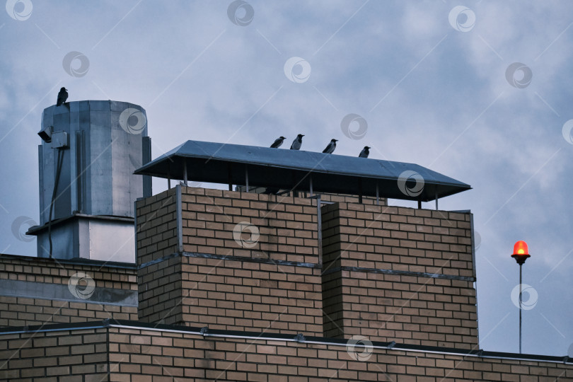 Скачать Несколько ворон сидят на крыше дома и смотрят в одну сторону фотосток Ozero