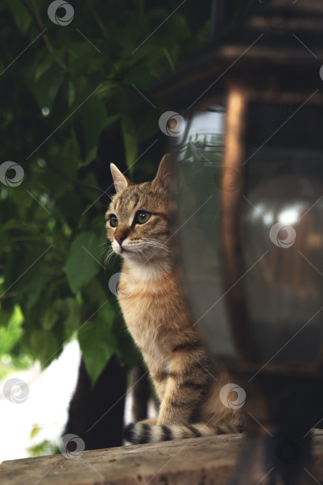 Скачать Полосатый кот на заборе фотосток Ozero