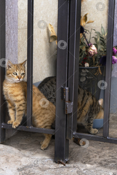 Скачать Коты у дома с калиткой фотосток Ozero