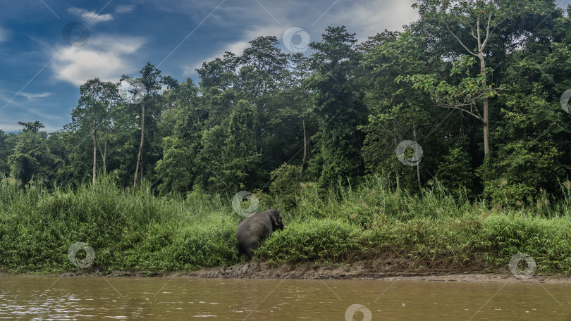 Скачать Карликовый слон вылезает из реки. фотосток Ozero
