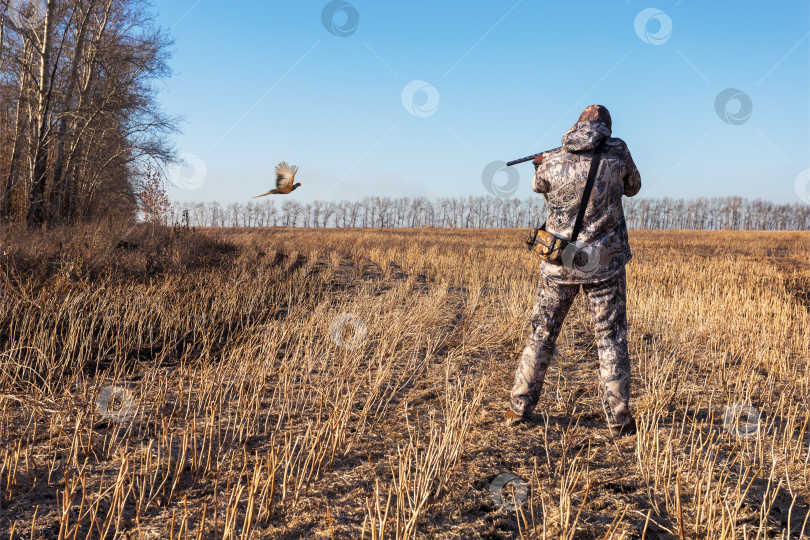 Скачать Мужчина-охотник стреляет в летящую птицу, целясь в фазана. фотосток Ozero