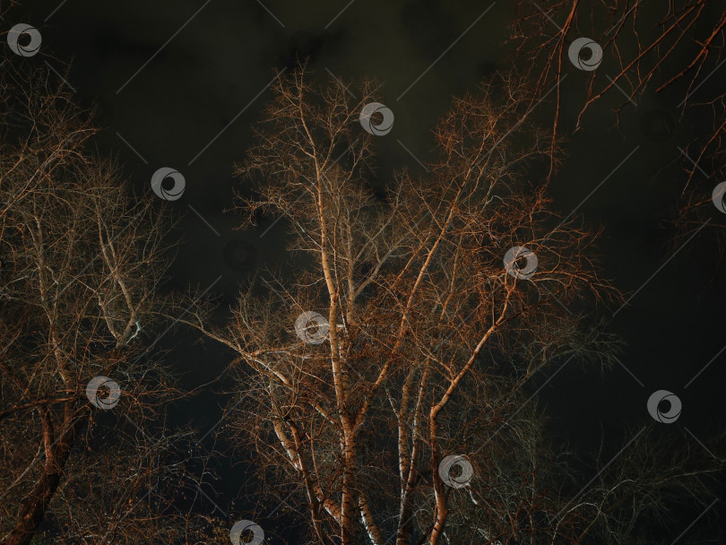 Скачать Дерево на фоне темного неба, осень, ночь фотосток Ozero