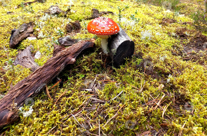 Скачать Одинокий мухомор на лесной тропе фотосток Ozero