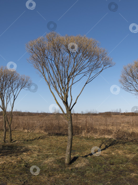 Скачать Цветущая весенняя береза на фоне неба фотосток Ozero