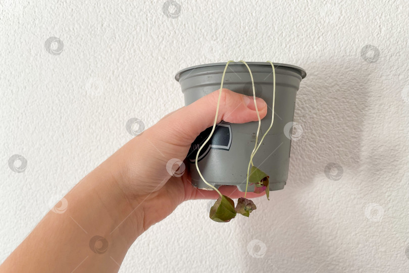 Скачать Комнатное растение засохло из-за недостатка воды, из горшка свисают желтые сухие листья фотосток Ozero