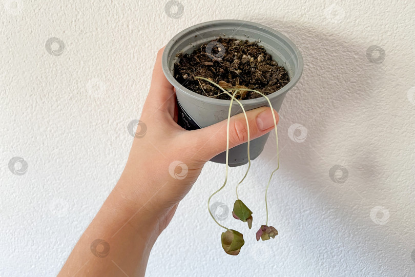 Скачать Комнатное растение засохло из-за недостатка воды, из горшка свисают желтые сухие листья фотосток Ozero