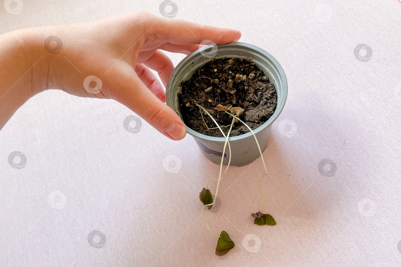 Скачать Комнатное растение засохло из-за недостатка воды, из горшка свисают желтые сухие листья фотосток Ozero