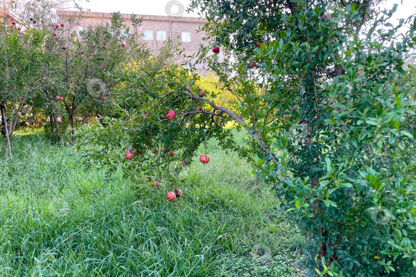 Скачать Спелый зеленый гранат висит на ветке дерева, фрукт растет на садовой ферме фотосток Ozero