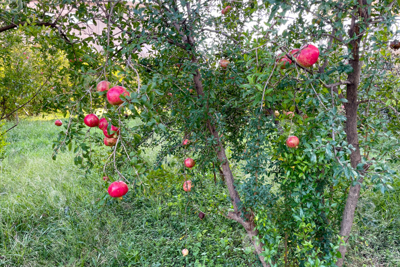 Скачать Спелый зеленый гранат висит на ветке дерева, фрукт растет на садовой ферме фотосток Ozero