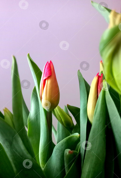 Скачать Букет нераспустившихся тюльпанов на светлом фоне фотосток Ozero