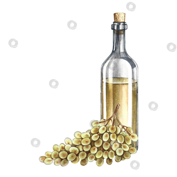 Скачать Бутылка белого вина и гроздь винограда. Ручная акварельная иллюстрация. Изолированный. Цветное изображение. Для упаковки и этикеток. Для баннеров и плакатов. Для меню ресторанов и баров. фотосток Ozero