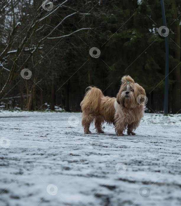 Скачать собака ши тцу фотосток Ozero