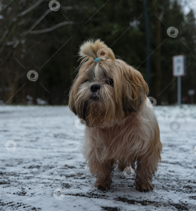 Скачать собака ши тцу фотосток Ozero