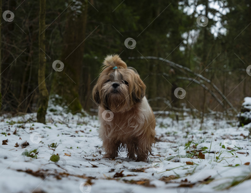 Скачать собака ши тцу фотосток Ozero