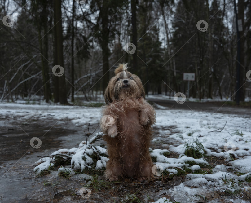 Скачать собака ши тцу фотосток Ozero